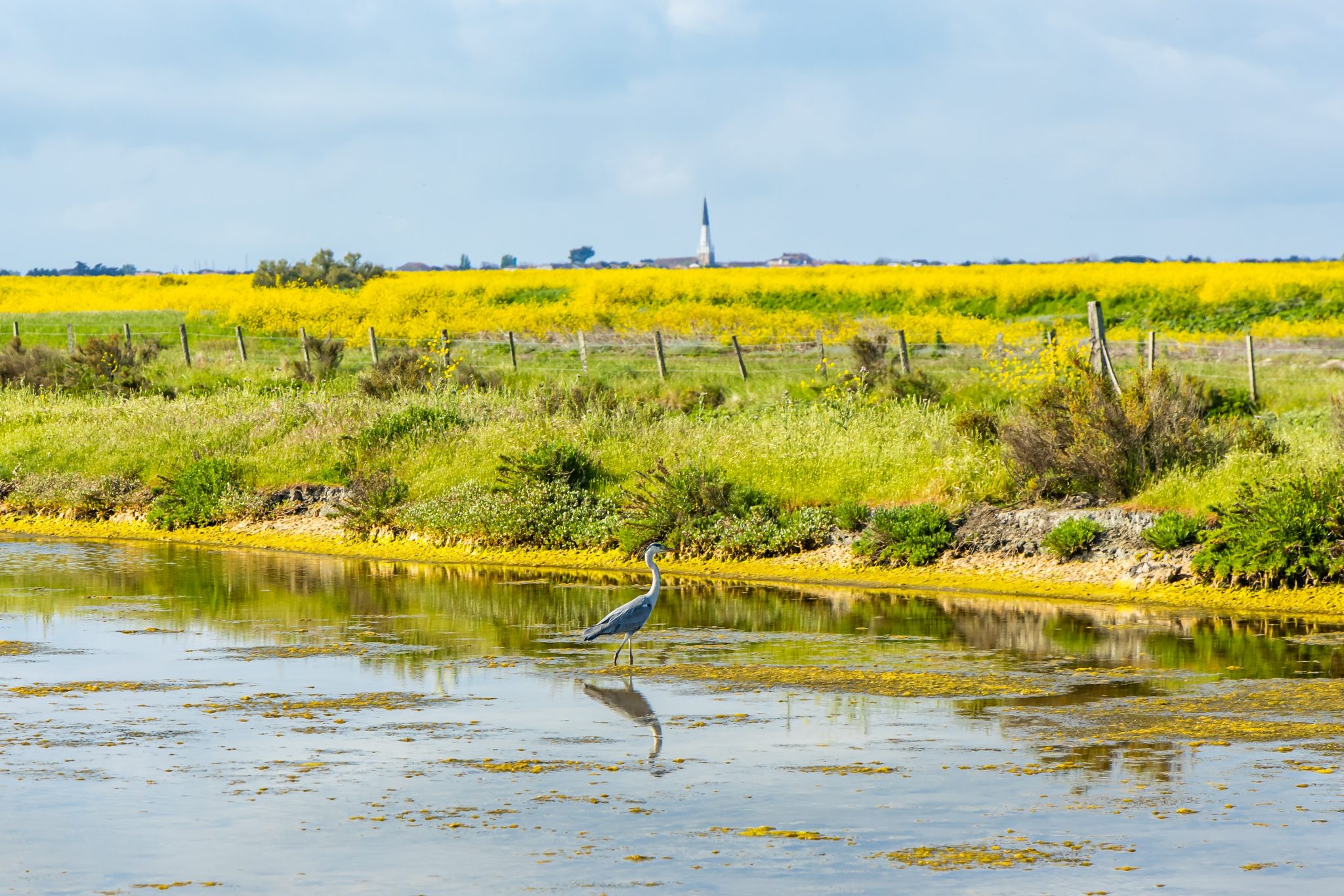 Grey,Heron,In,The,Salt,Marshes,Of,The,Natural,Reserve