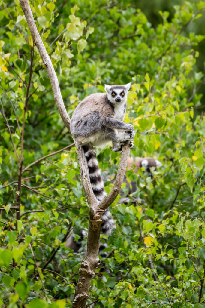 Zoo-de-Tregomeur