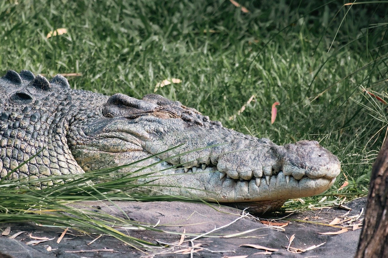 crocodile-8710743_1280