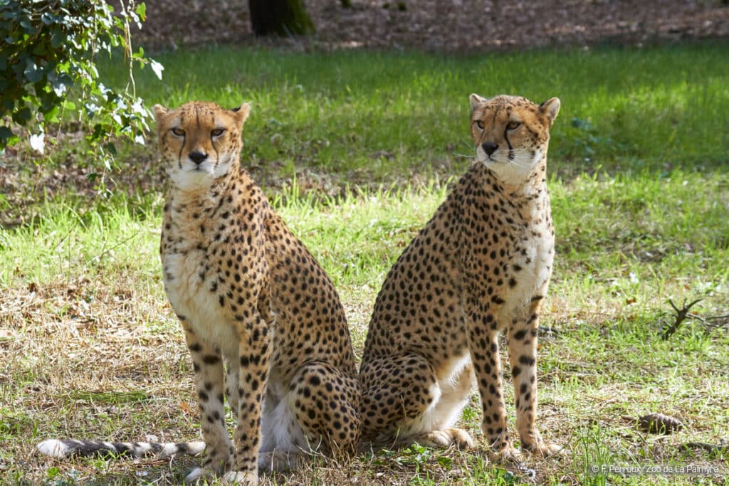 Zoo de La Palmyre_Guepards