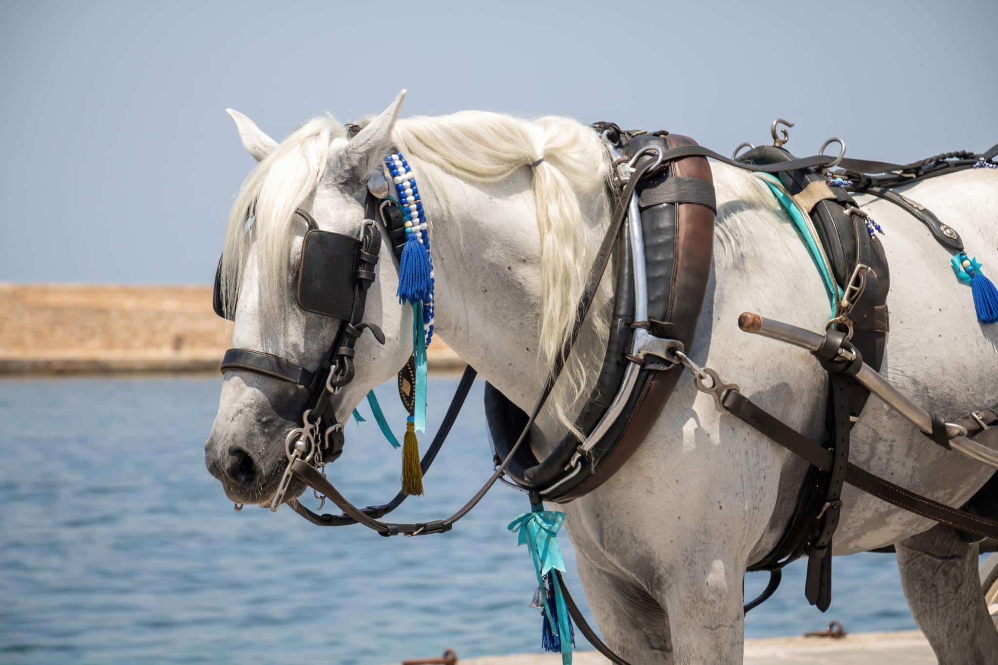 hippobus-noirmoutier-scaled