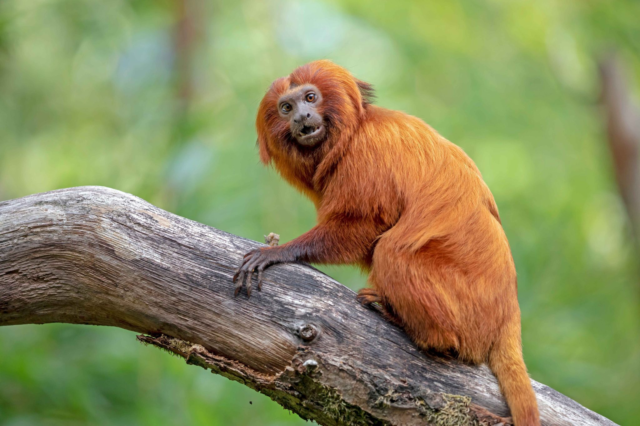 zoo-calviac