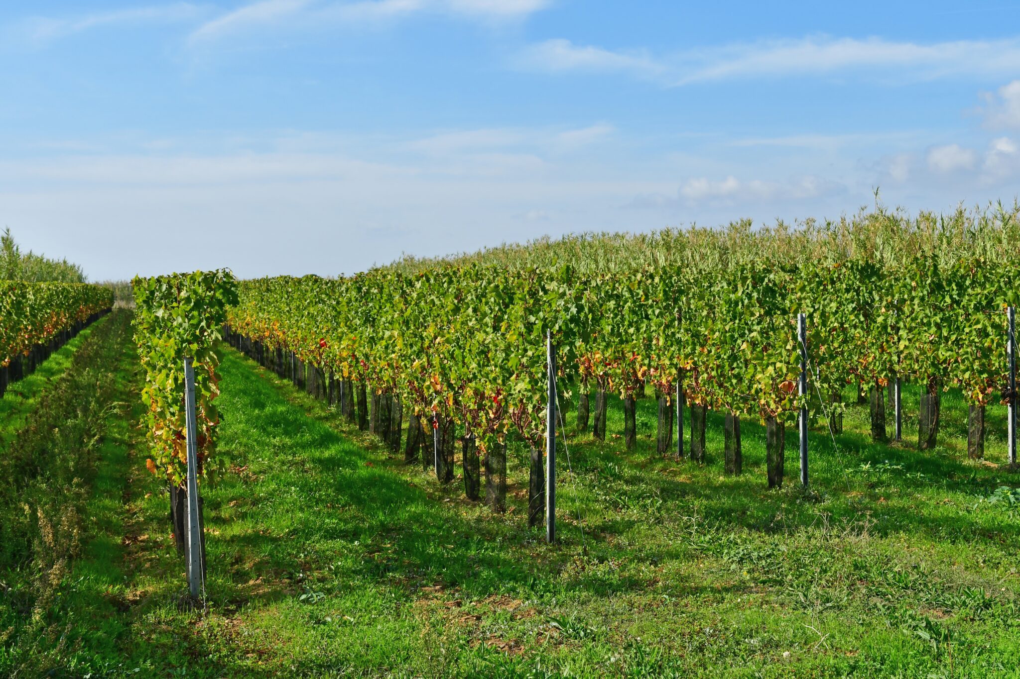 Vignerons