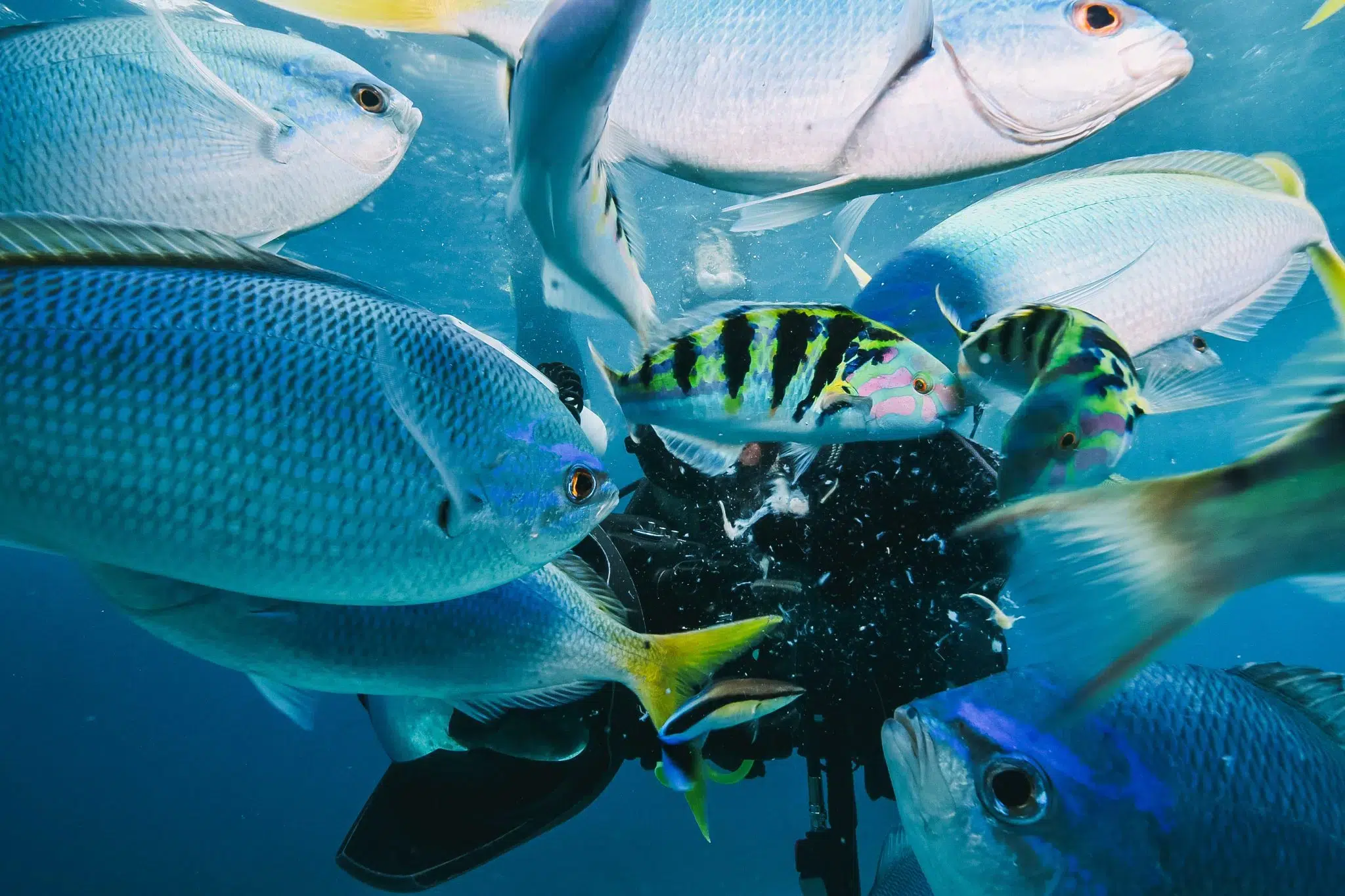 aquarium.jpg